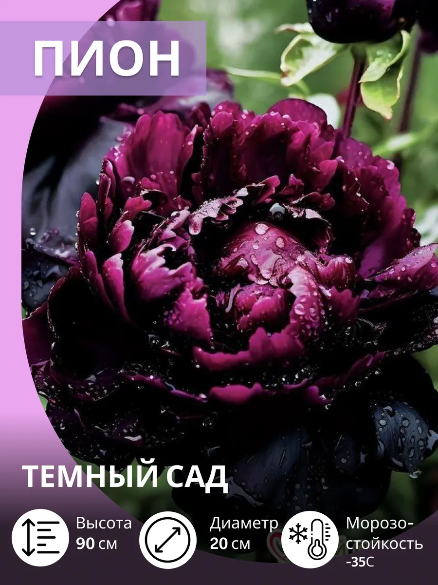 Пионы саженцы многолетние морозостойкие цветы садовые