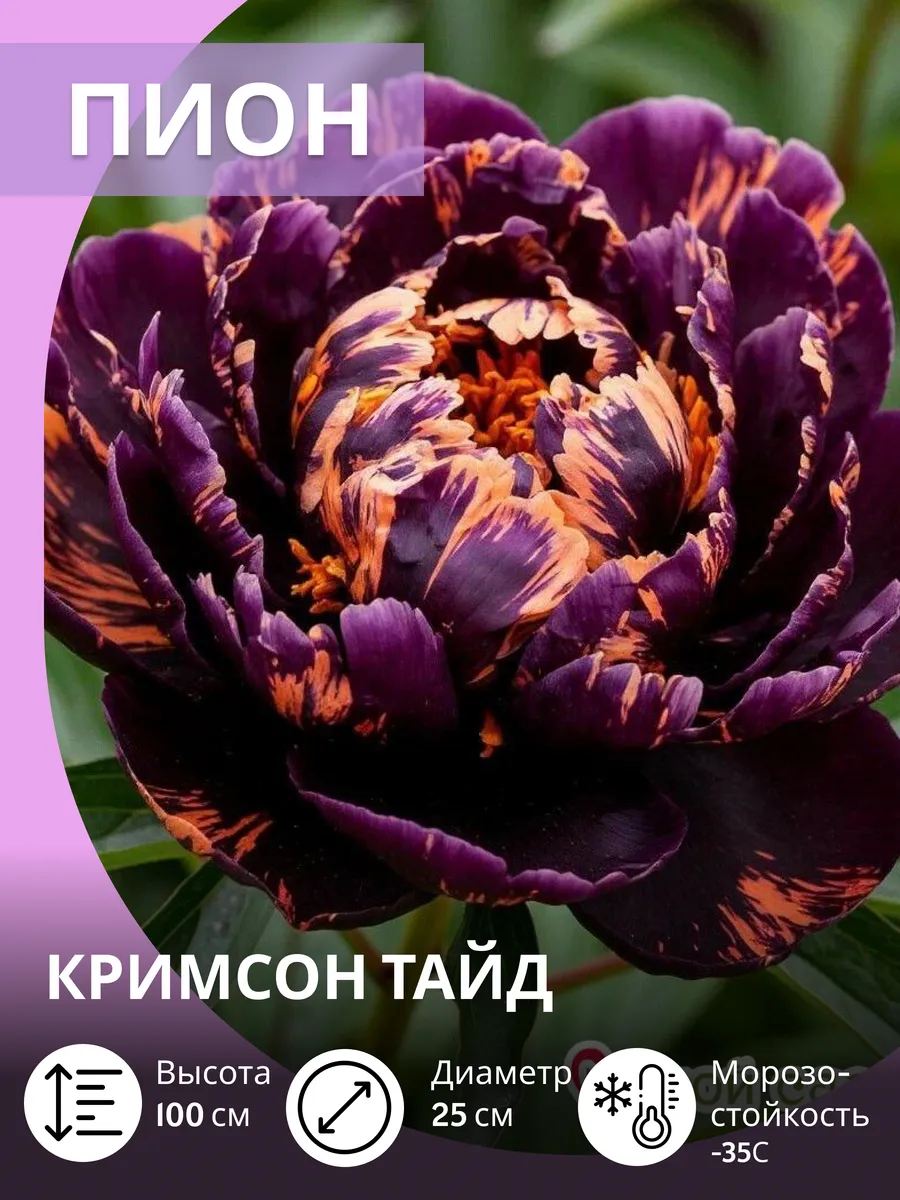 Пионы саженцы многолетние морозостойкие цветы садовые