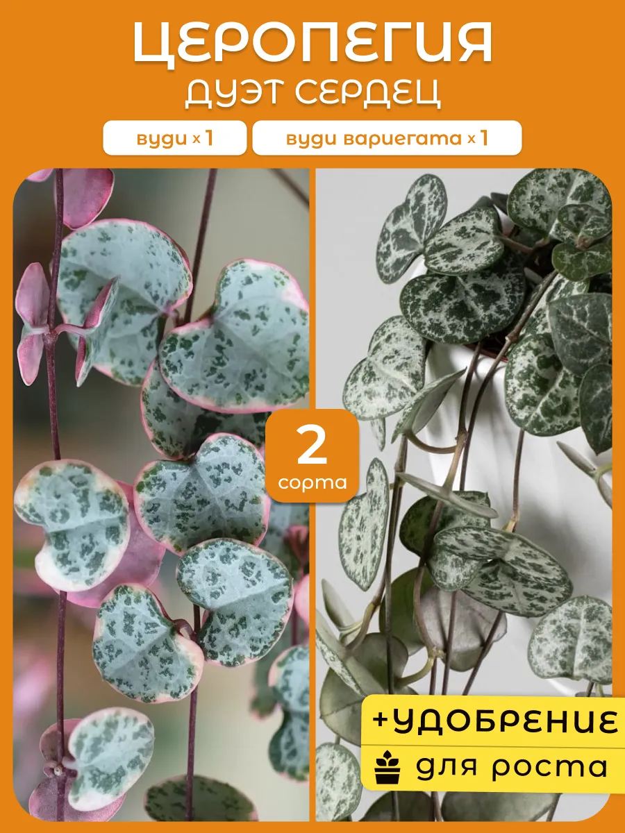 Церопегия Вуди, Вуди Вариегата живое комнатное растение