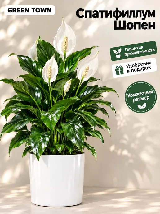 GREEN TOWN Спатифиллум Шопен (Женское счастье) живое растение, зеленый