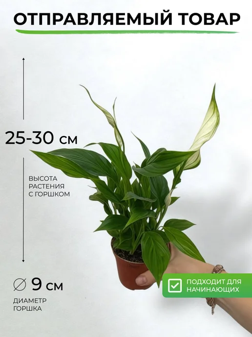 GREEN TOWN Спатифиллум Шопен (Женское счастье) живое растение, зеленый, фото 2
