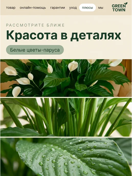 GREEN TOWN Спатифиллум Шопен (Женское счастье) живое растение, зеленый, фото 3
