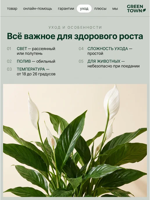 GREEN TOWN Спатифиллум Шопен (Женское счастье) живое растение, зеленый, фото 4