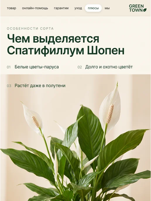 GREEN TOWN Спатифиллум Шопен (Женское счастье) живое растение, зеленый, фото 5