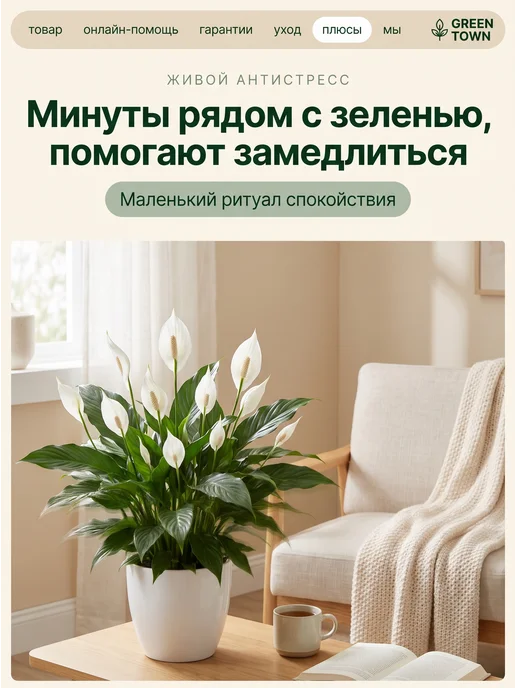 GREEN TOWN Спатифиллум Шопен (Женское счастье) живое растение, зеленый, фото 6