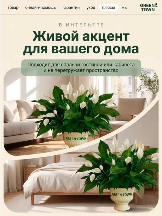 GREEN TOWN Спатифиллум Шопен (Женское счастье) живое растение, зеленый, фото 7