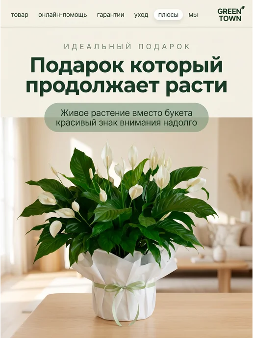 GREEN TOWN Спатифиллум Шопен (Женское счастье) живое растение, зеленый, фото 8