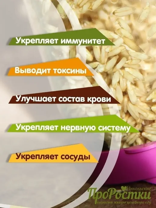 Овес голозерный для проращивания 500г, 500 г, фото 2