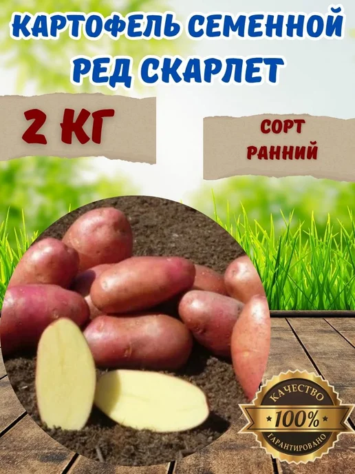 Садовые Чудеса Виктории Картофель Семенной Ред скарлет, 2 кг, 2 кг, фото 2