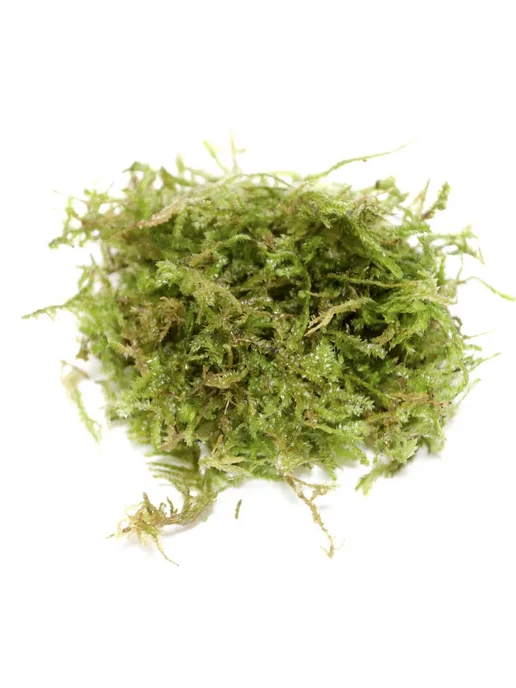 BestFish24 Мох Рождественский (Кристмас) контейнер 5,5х5,5х3см, 5.5x5.5x3 см, фото 2