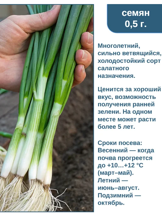Семена Алтая Лук-батун многолетний. Семена, зеленый, фото 4