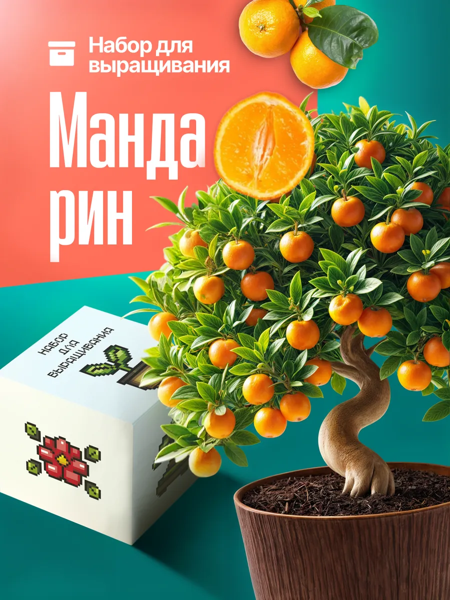 Набор для выращивания растений Мандарин