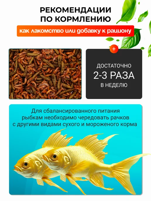 Хитрый крыс Гаммарус крупный алтайский для рыб черепах птиц 40 гр, 130 г, фото 6