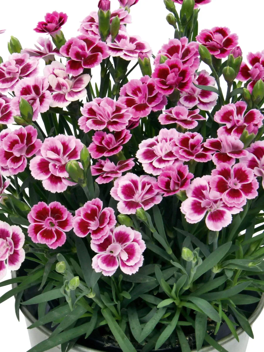 Гвоздика Pink Kisses