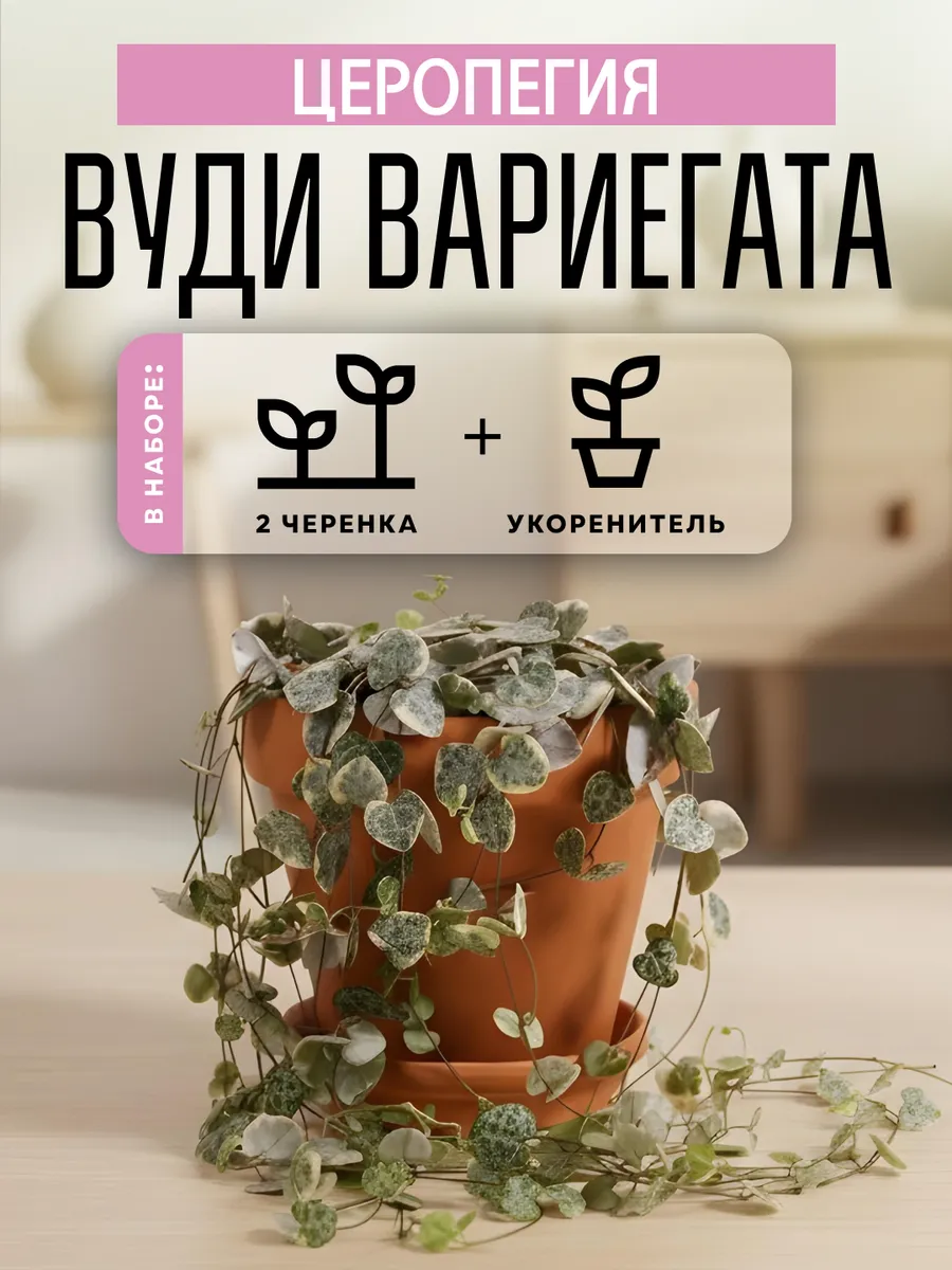 Церопегия Вуди Вариегата черенки 2шт комнатное растение