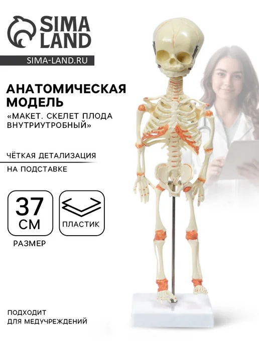 со скидкой Анатомическая модель Макет. Скелет плода внутриутробный, вариант