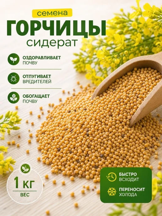 Горчица белая сидерат 3 кг, 1 кг