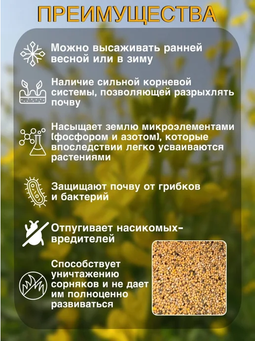 Горчица белая сидерат 3 кг, 1 кг, фото 2