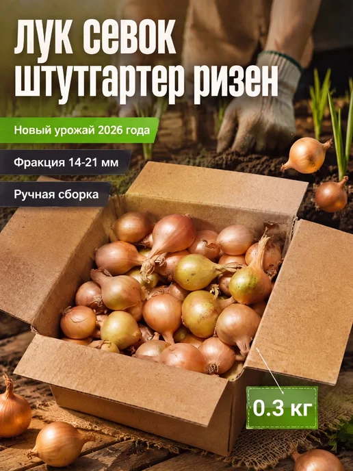 Севок РБ Лук севок( выборка) Штутгартер ризен 1 кг для зелени, 300 г