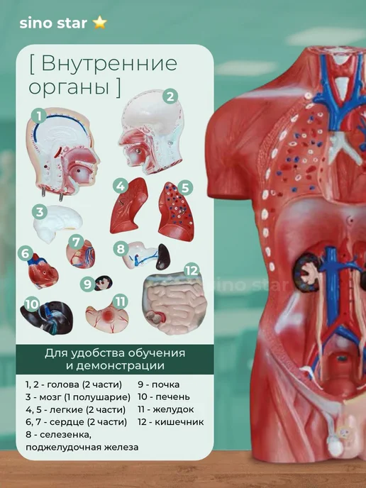 Sino star Скелет человека анатомическая модель с органами, вариант, фото 2