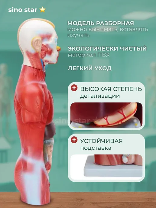 Sino star Скелет человека анатомическая модель с органами, вариант, фото 3