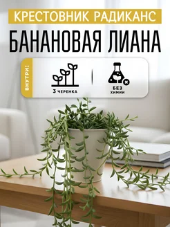 ZELE Крестовник Радиканс черенки 3шт комнатное растение