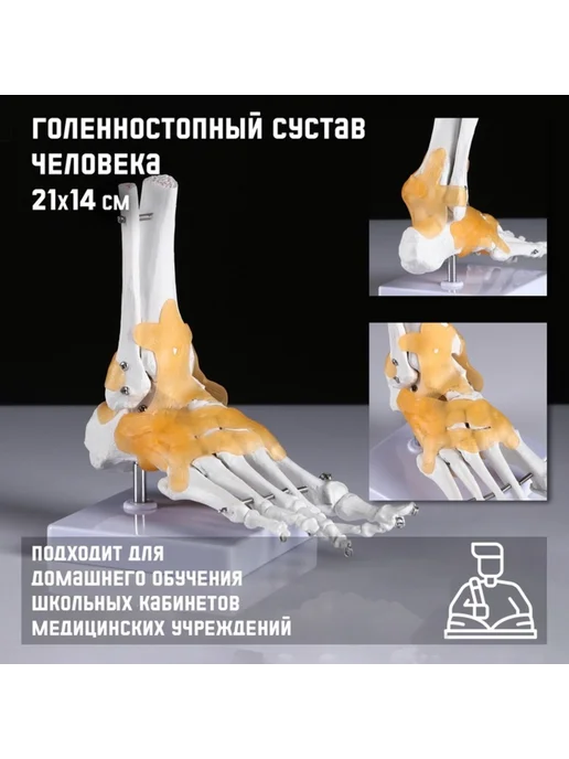 PaintEra Анатомическая модель голеностопного сустава 21х20 см, 21x20 см