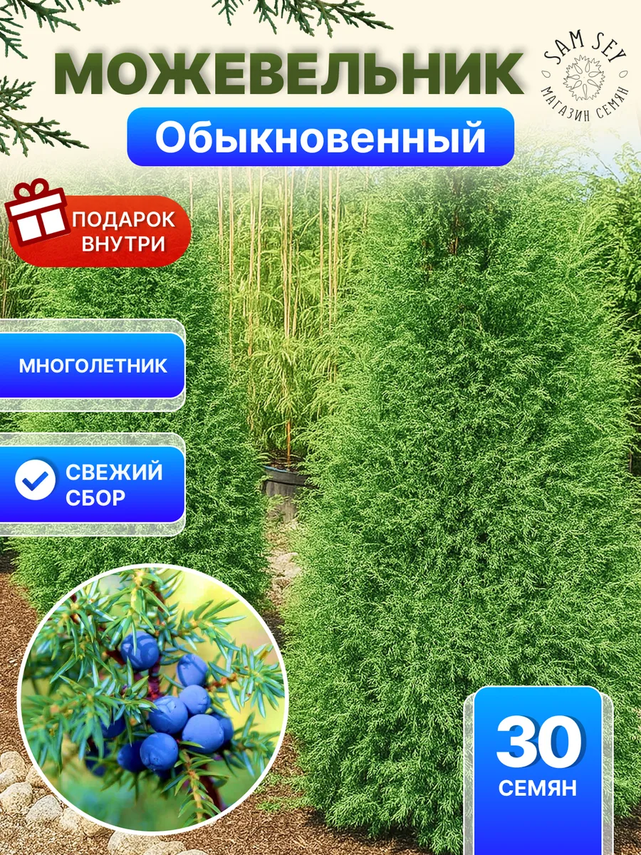Семена Можжевельник обыкновенный - 30шт