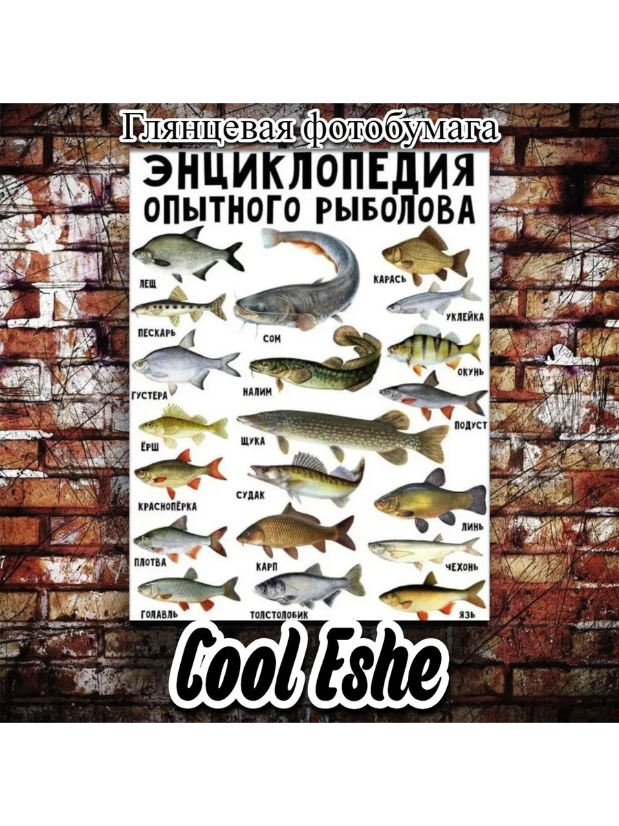 Постер "Энциклопедия опытного рыболова, названия рыб" А4