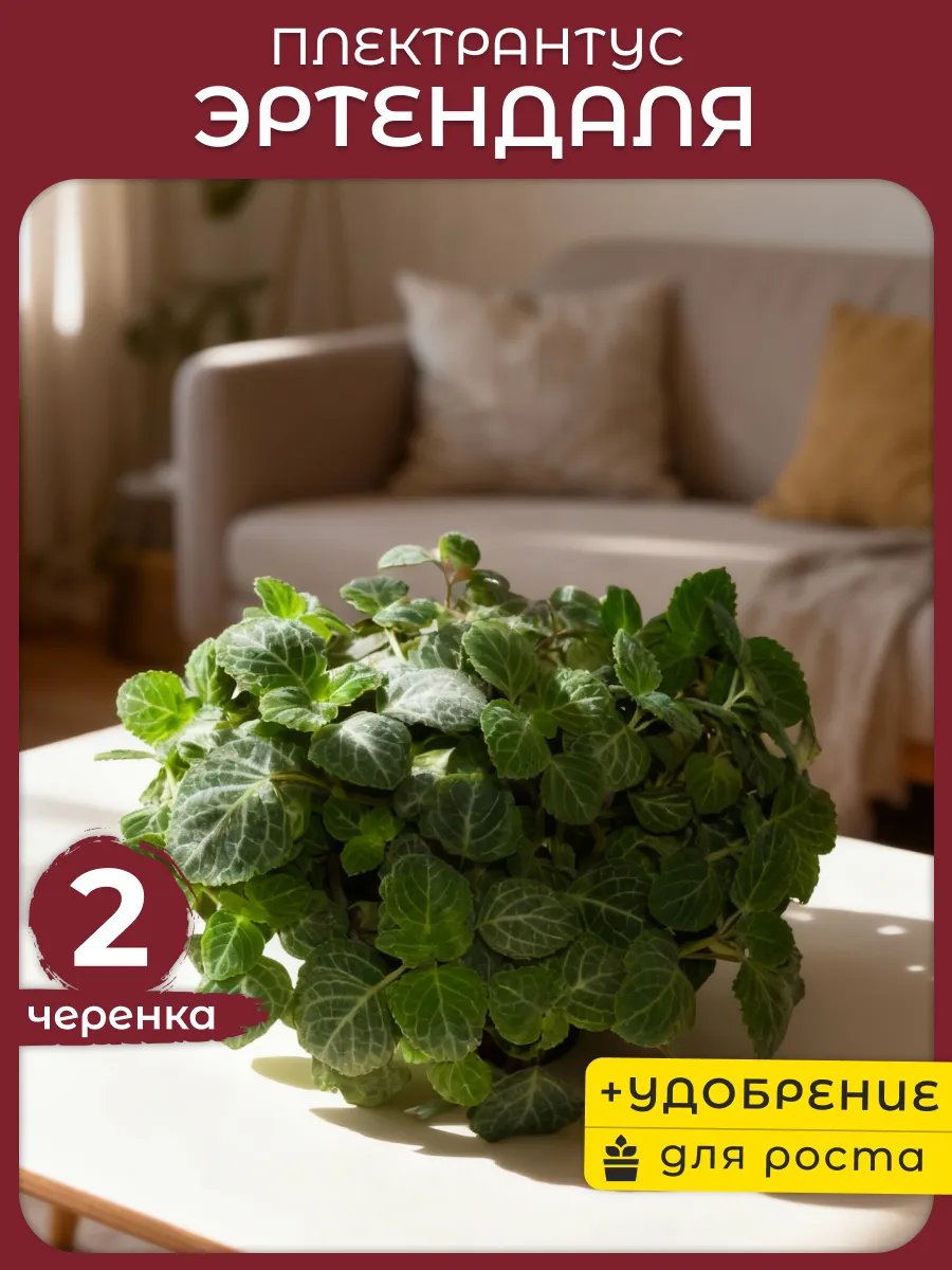 Плектрантус Эртендаля черенки 2шт комнатное растение