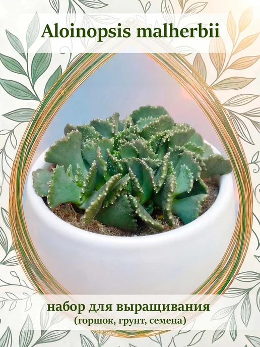 Стильные горшочки Aloinopsis malherbii набор для выращивания, 10 шт
