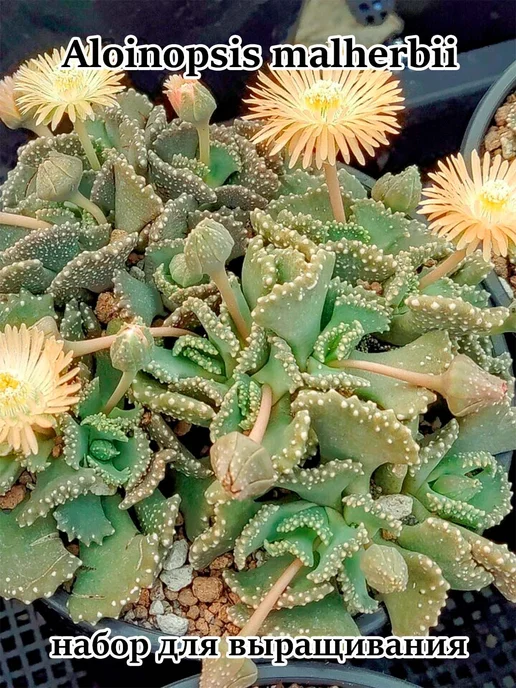 Стильные горшочки Aloinopsis malherbii набор для выращивания, 10 шт, фото 2