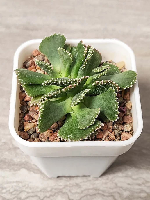 Стильные горшочки Aloinopsis malherbii набор для выращивания, 10 шт, фото 3