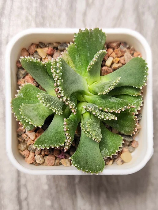 Стильные горшочки Aloinopsis malherbii набор для выращивания, 10 шт, фото 4