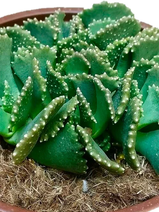 Стильные горшочки Aloinopsis malherbii набор для выращивания, 10 шт, фото 5