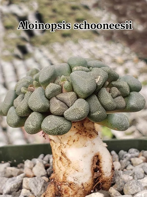 Стильные горшочки Aloinopsis смесь видов набор для выращивания, 10 шт, фото 2
