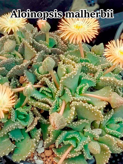 Стильные горшочки Aloinopsis смесь видов набор для выращивания, 10 шт, фото 3
