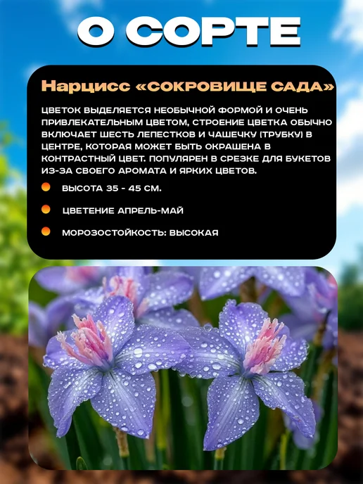 Нарцисс луковицы многолетние Таити 5 шт, 5 шт, фото 2