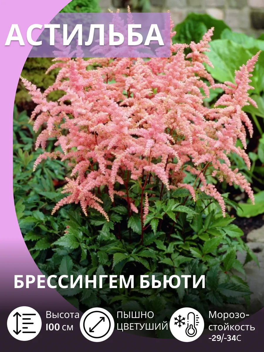 Астильба многолетняя, морозостойкие саженцы цветов для сада