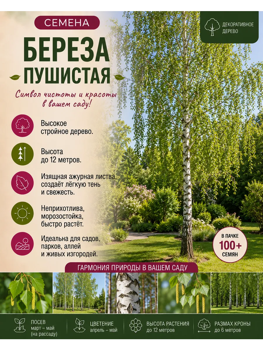 Береза пушистая, семена сбор 2025