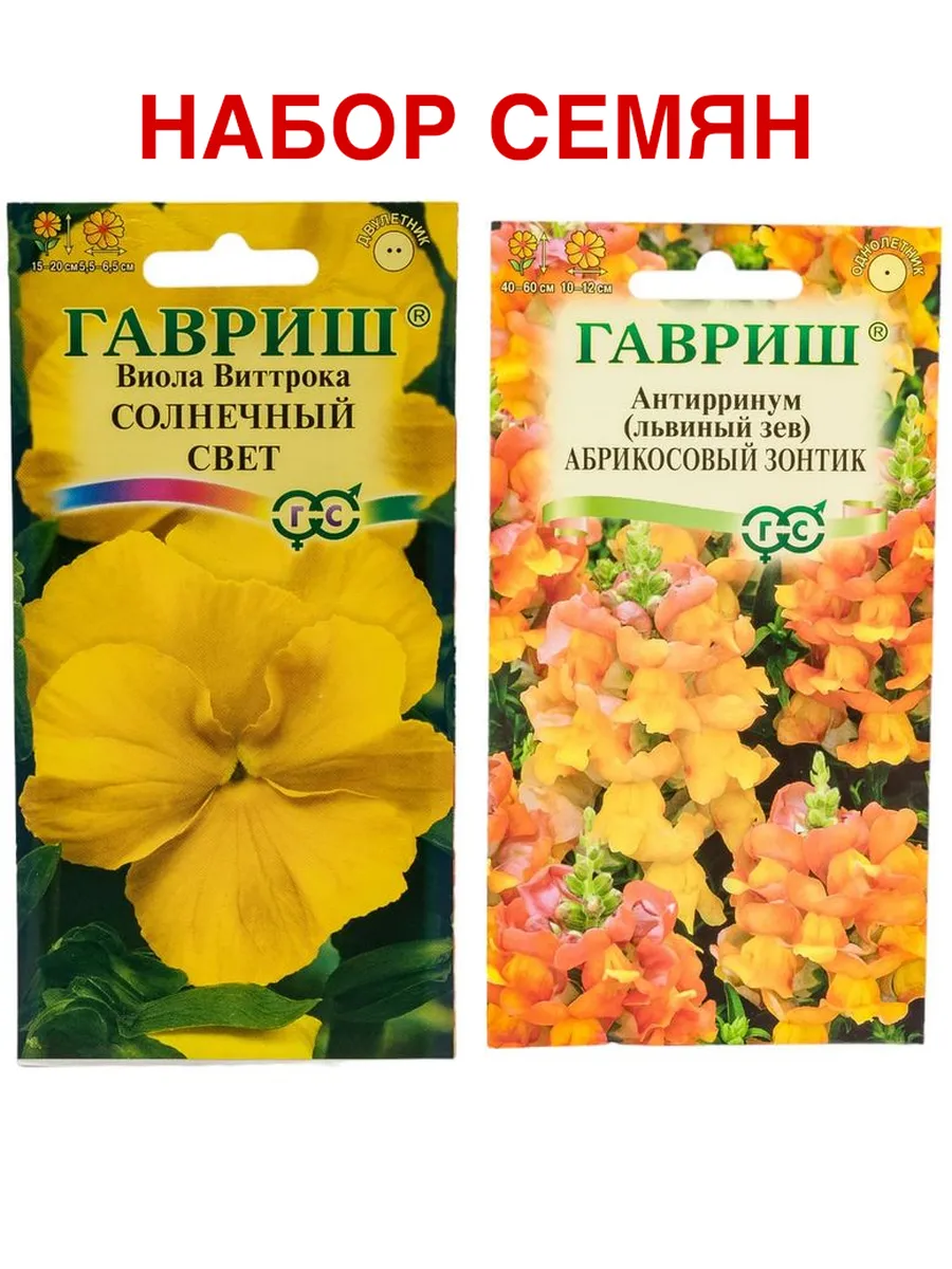 Виолла - солнечный день - 40 фото Виолла - солнечный день - 40 фото