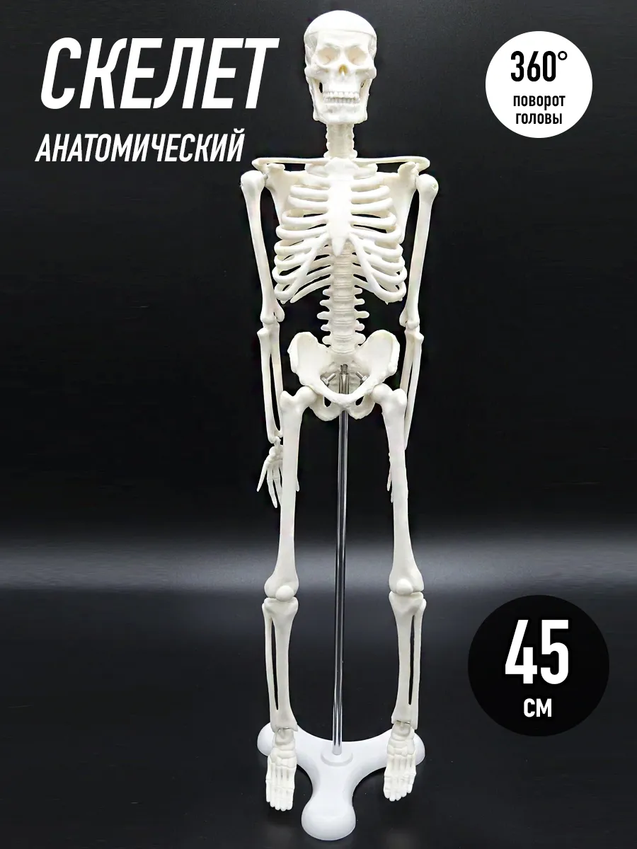 Анатомическая модель скелета человека 45 см подставка макет