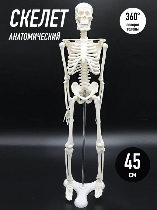HomaLand Анатомическая модель скелета человека 45 см подставка макет, вариант
