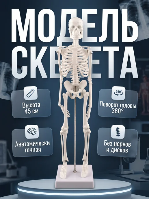 HomaLand Анатомическая модель скелета человека 45 см подставка макет, вариант, фото 2