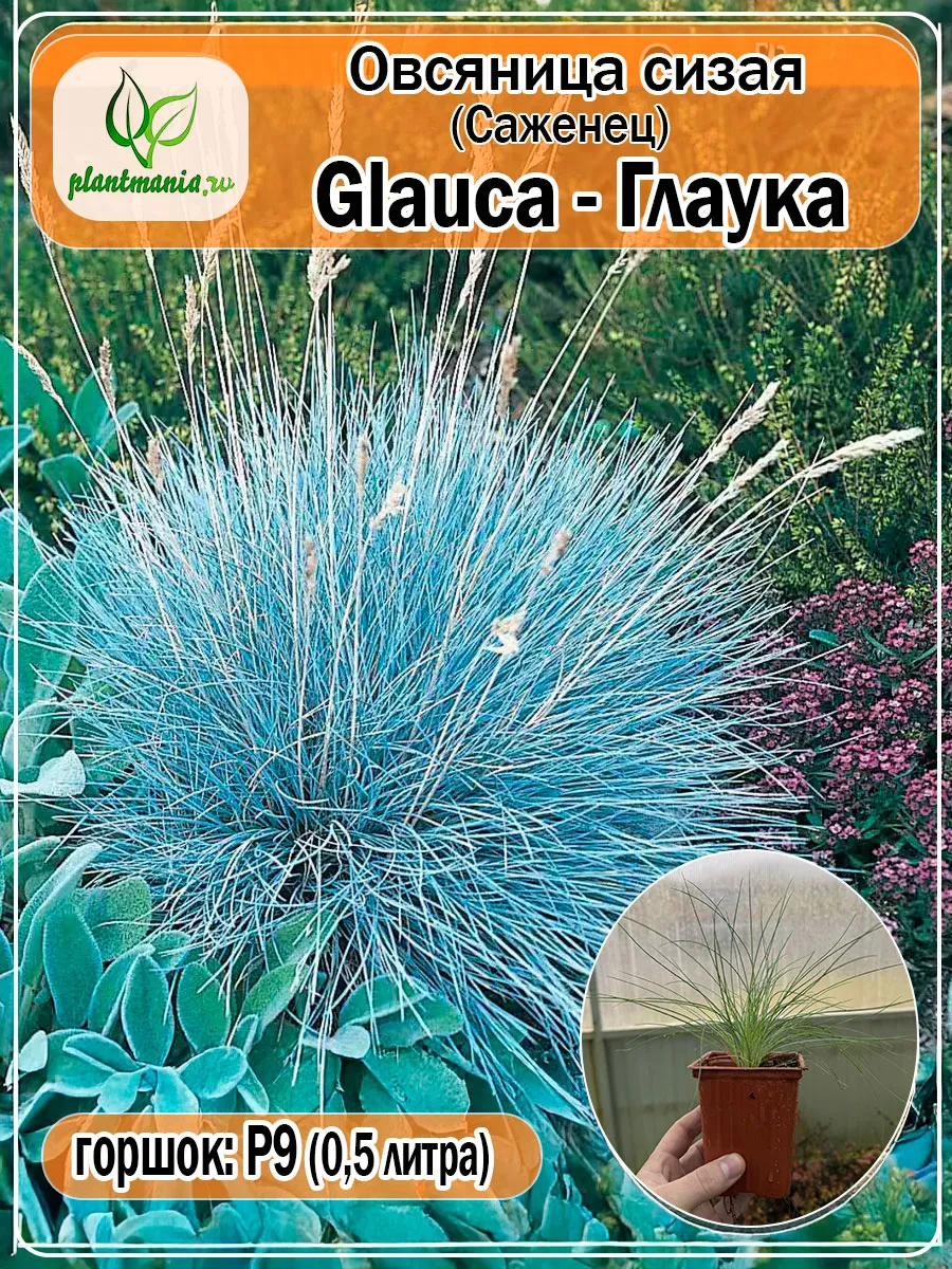 Саженец овсяницы сизой Glauca (Глаука) Р9