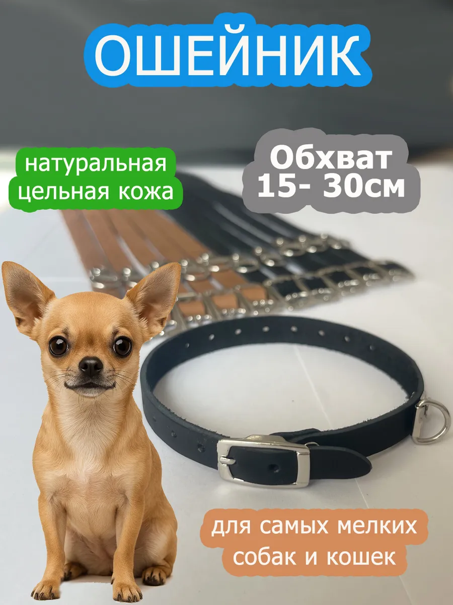 Ошейник для собак мелких пород