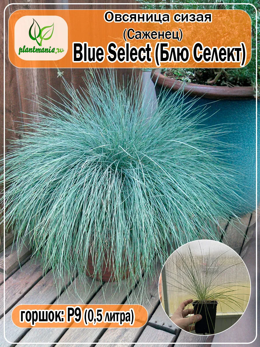 Саженец овсяницы сизой Blue Select (Блю Селект)
