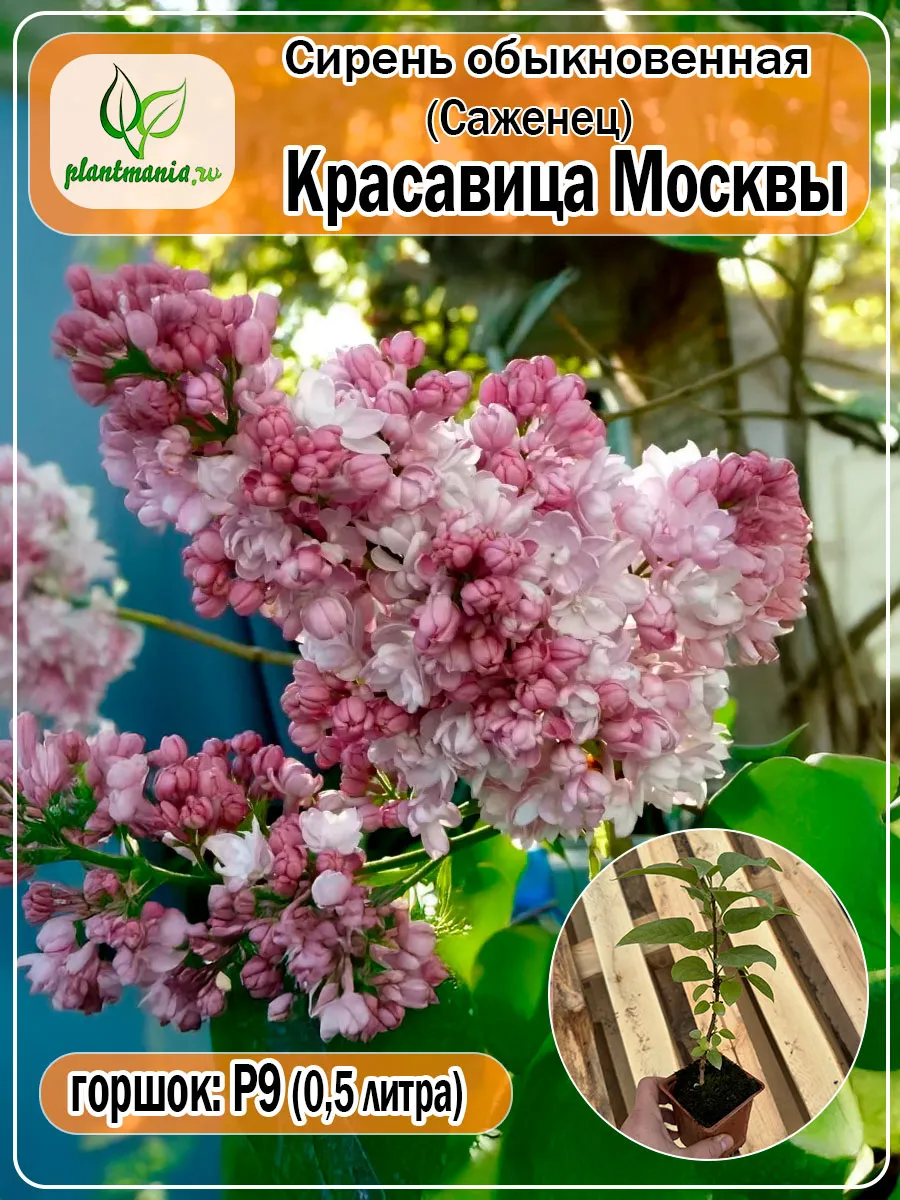 Сирень обыкновенная Красавица Москвы (Р9)
