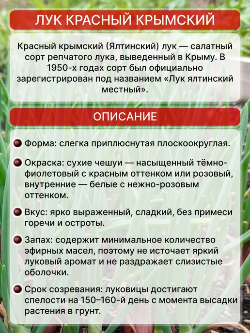 Лук Красный Крымский на еду 2 кг, 2 кг, фото 2