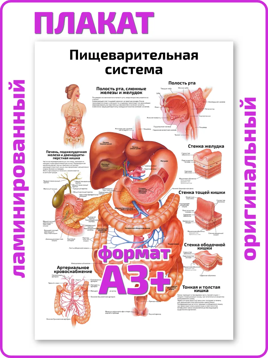 Пищеварительная система анатомический плакат А3